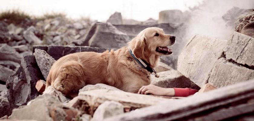 Can animals detect earthquakes? » Geology Science
