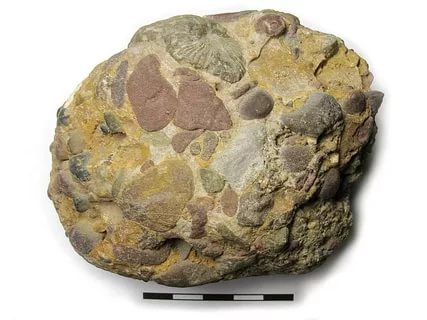 sedimentary rock conglomerate