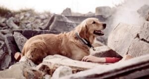 ¿Pueden los animales detectar terremotos?