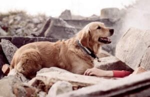 Os animais podem detectar terremotos?