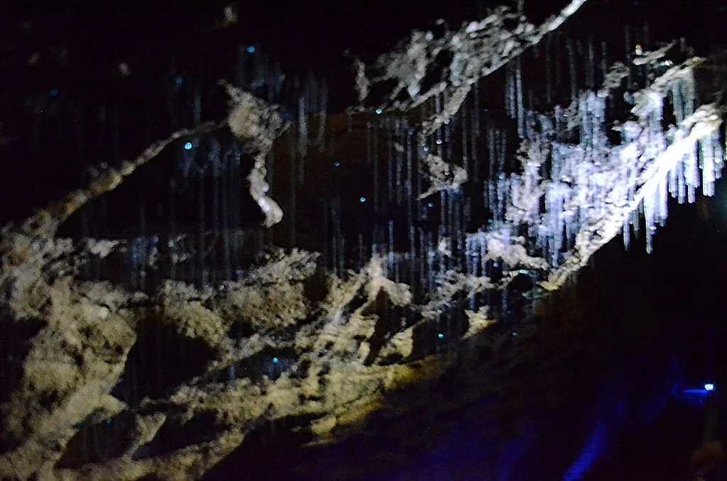 Sticky silk fishing lines produced by glowworm larvae in a Waitomo cave