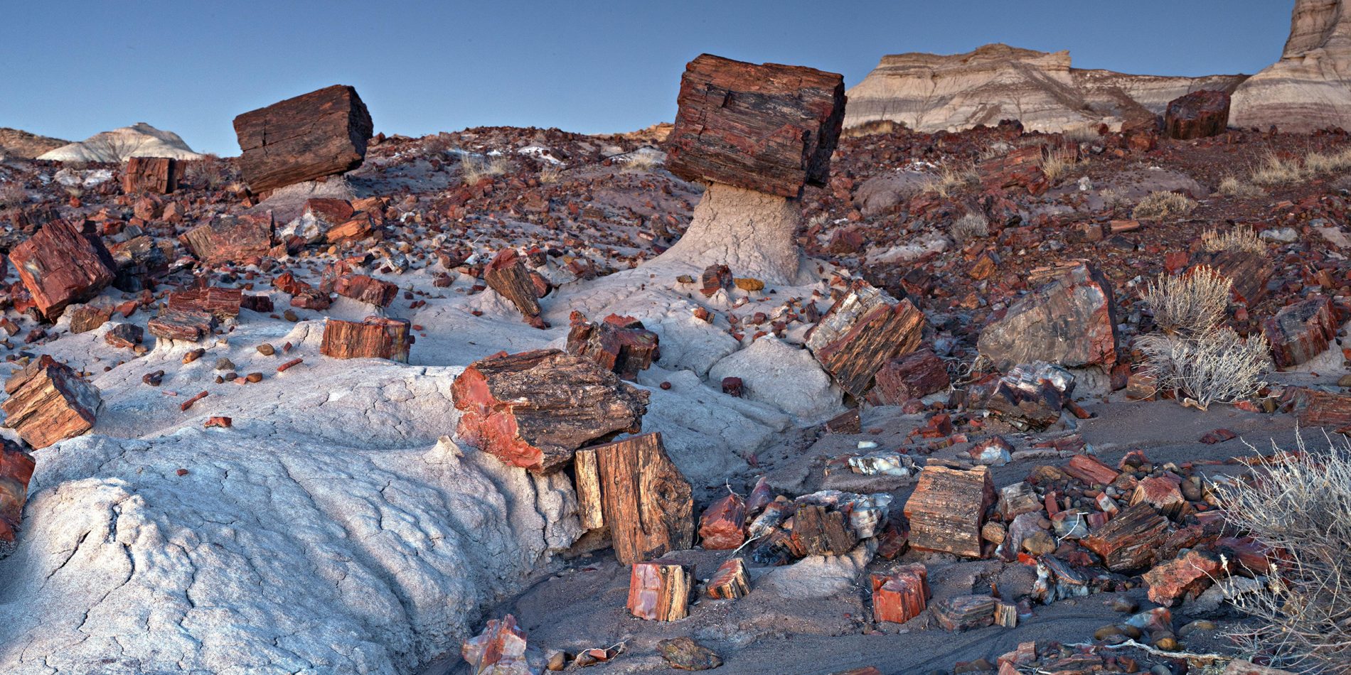 Chinle Az Petrified Trees