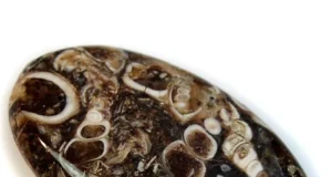 Turritella Agate