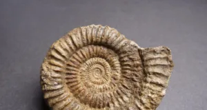 Ammonites