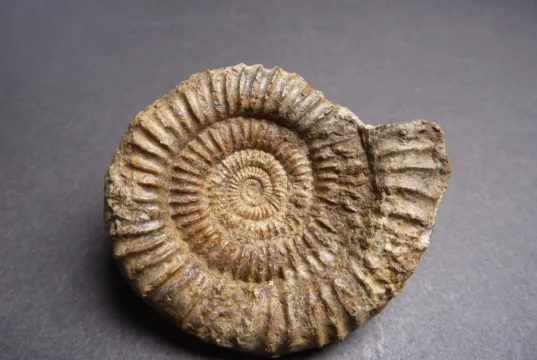 Ammonites