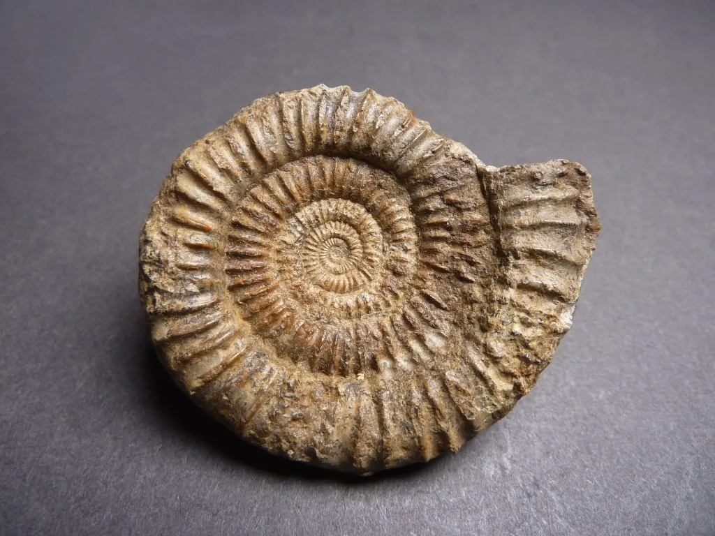 Ammonite Fossils Unravel The Geological History Of Ancient Oceans Geology Science