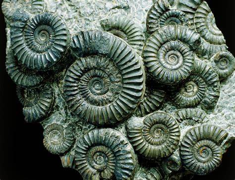 Ammonite Fossils Unravel The Geological History Of Ancient Oceans ...