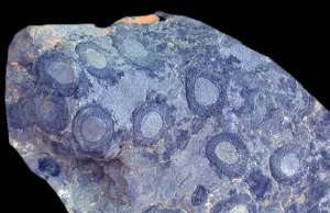 Archaeocyathids