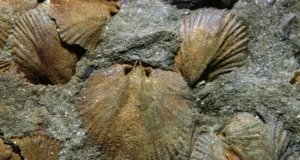 Brachiopods