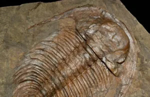 Paradoxides Pinus