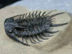 trilobite