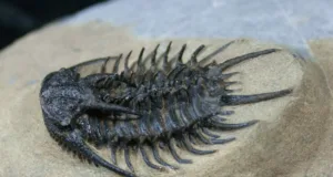 Trilobite
