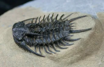 Trilobite