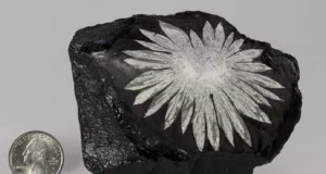 Chrysanthemum Stone