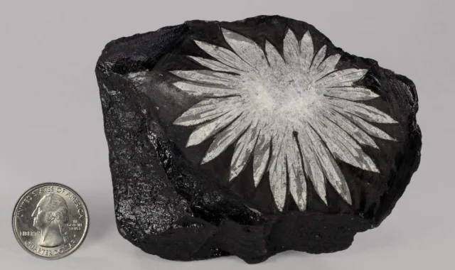 Chrysanthemum-Stone-2