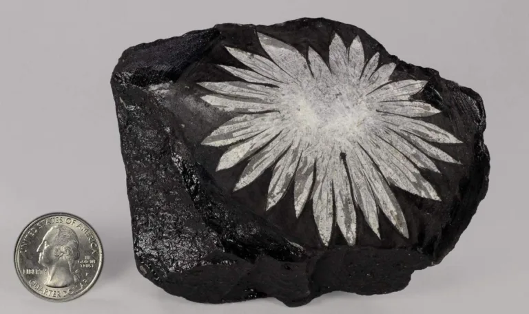 Chrysanthemum Stone