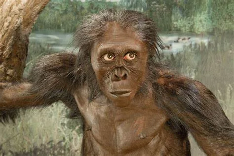 Australopithecus afarensis (Lucy):