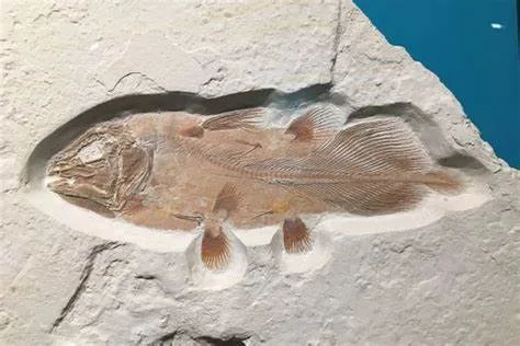 Coelacanth Fosili