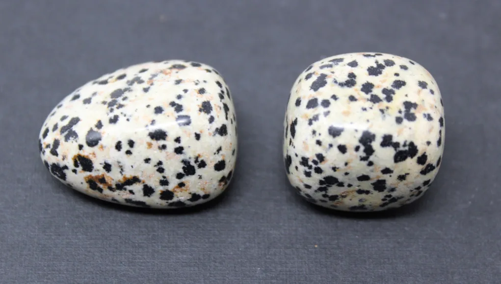 Dalmatian-Jasper-2