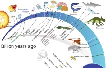 Evolution of Life