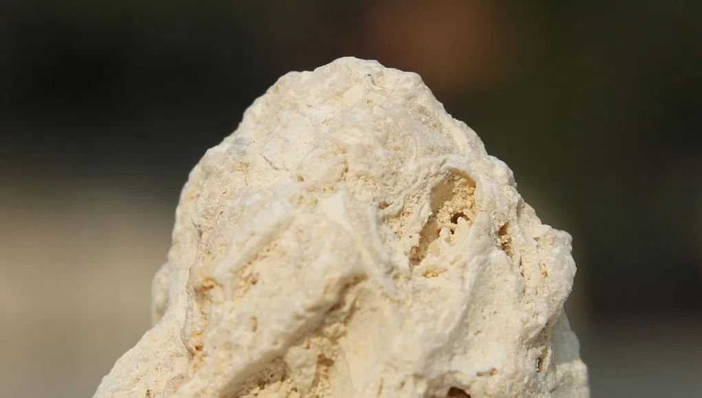 Fossiliferous-Limestone