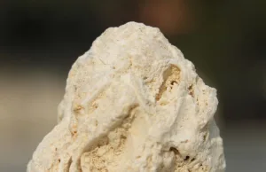 Calcaire fossilifère