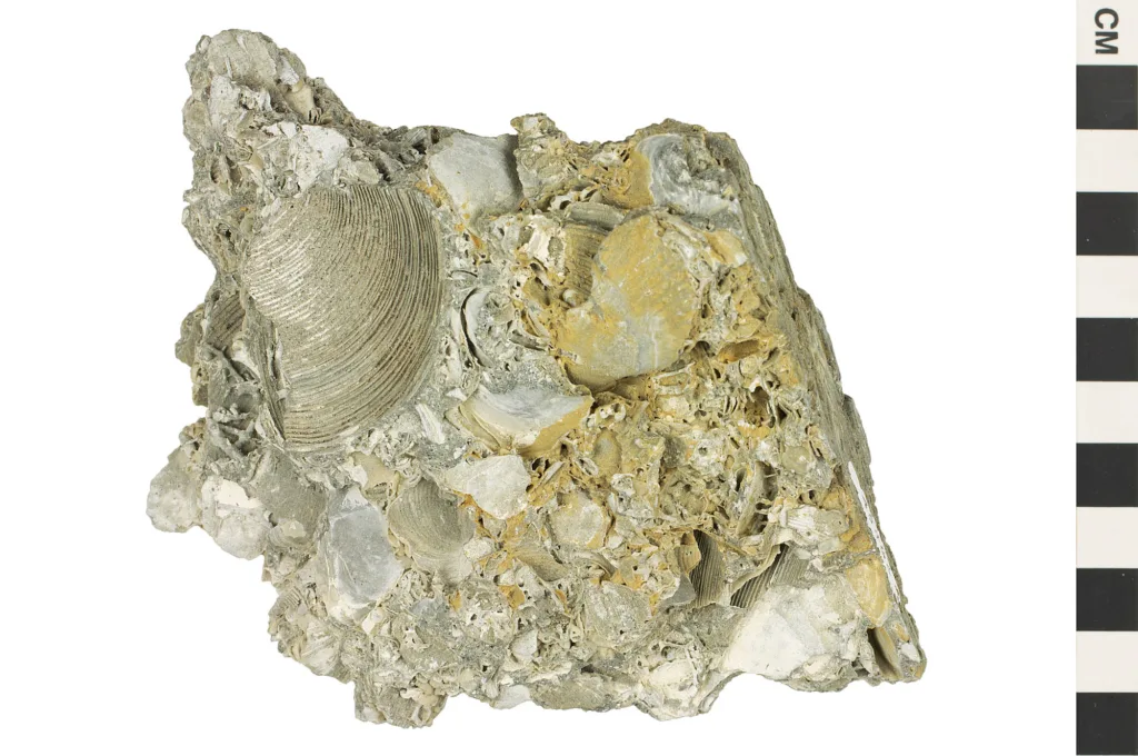 Fossiliferous Limestone