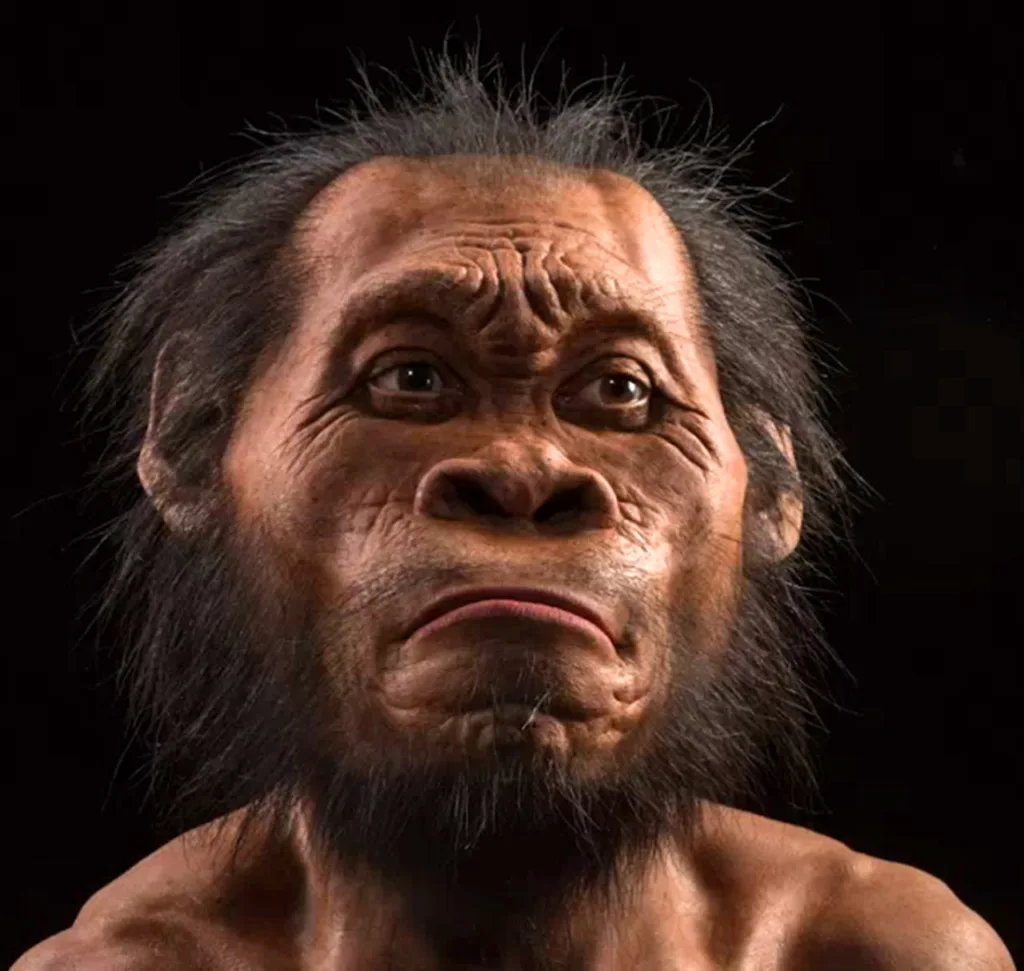 Genus Homo (2.4 to 2 million years ago)