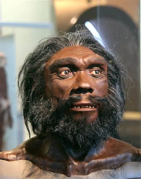 Homo sapiens (hace unos 300,000 años hasta la actualidad)