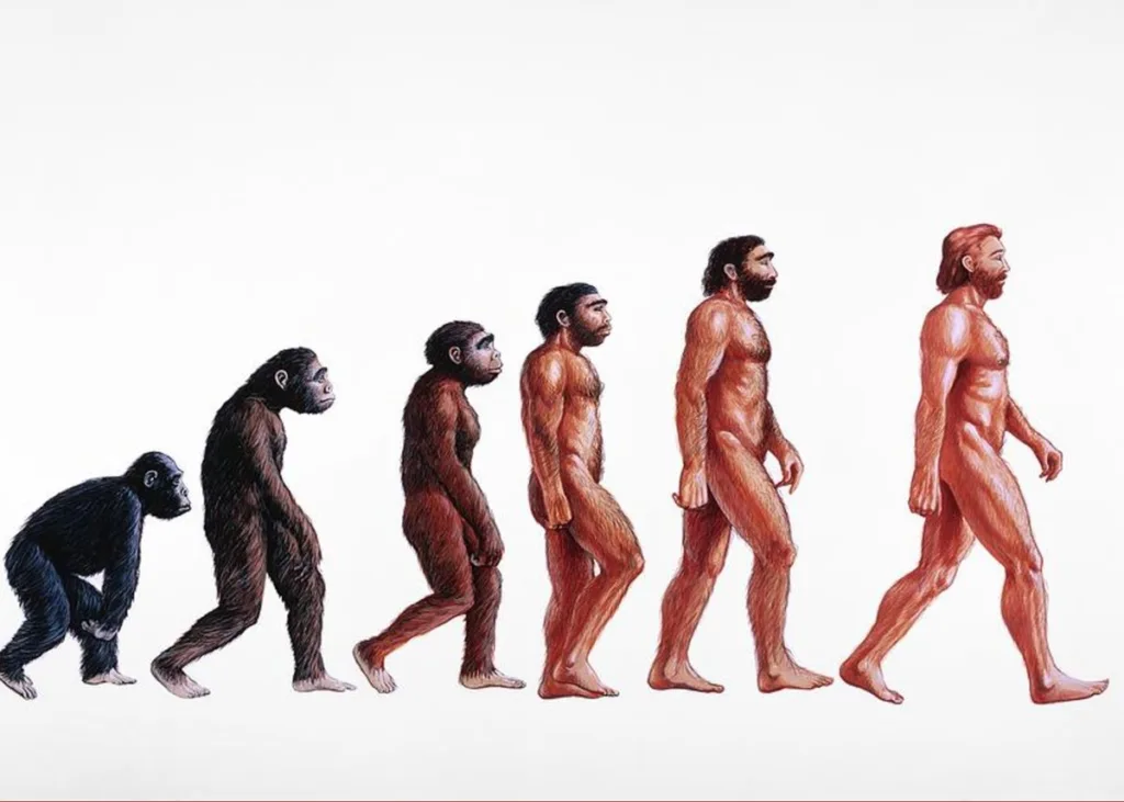 Human Evolution