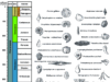Index Fossils