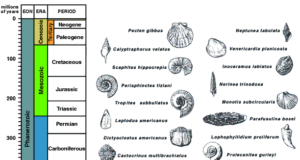 Index Fossils