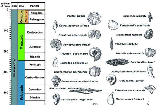 Index Fossils