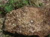 Lapilli