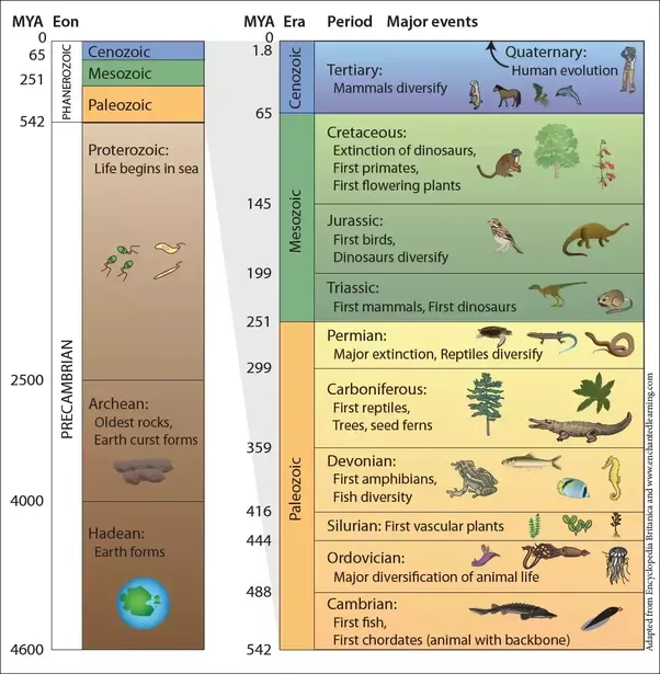Eras principales en la evolución