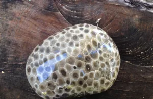 Petoskey Stone