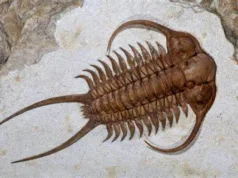 Full List of Index Fossils