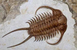 Full List of Index Fossils