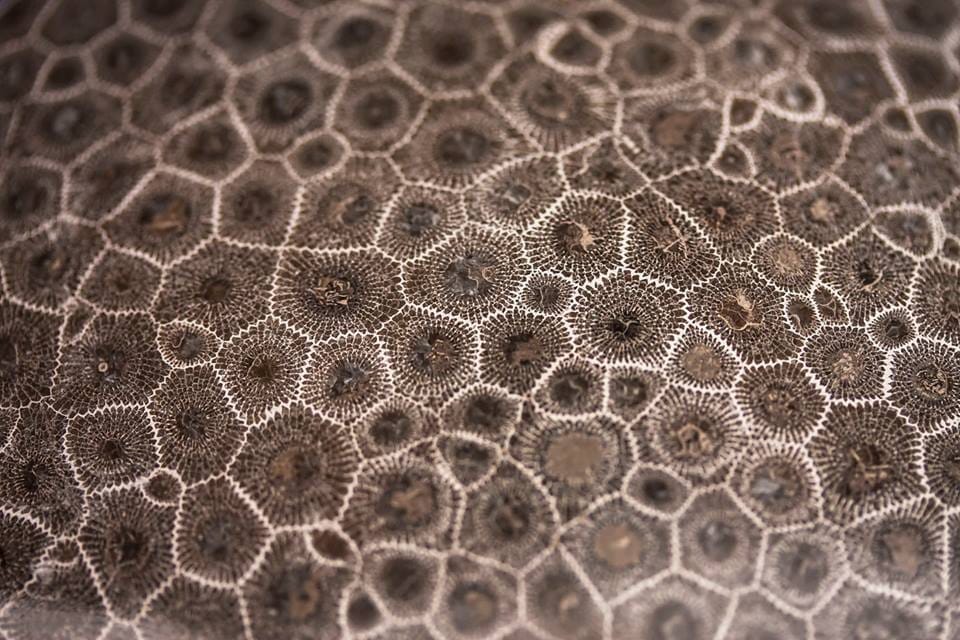 Textura de pedra Petoskey