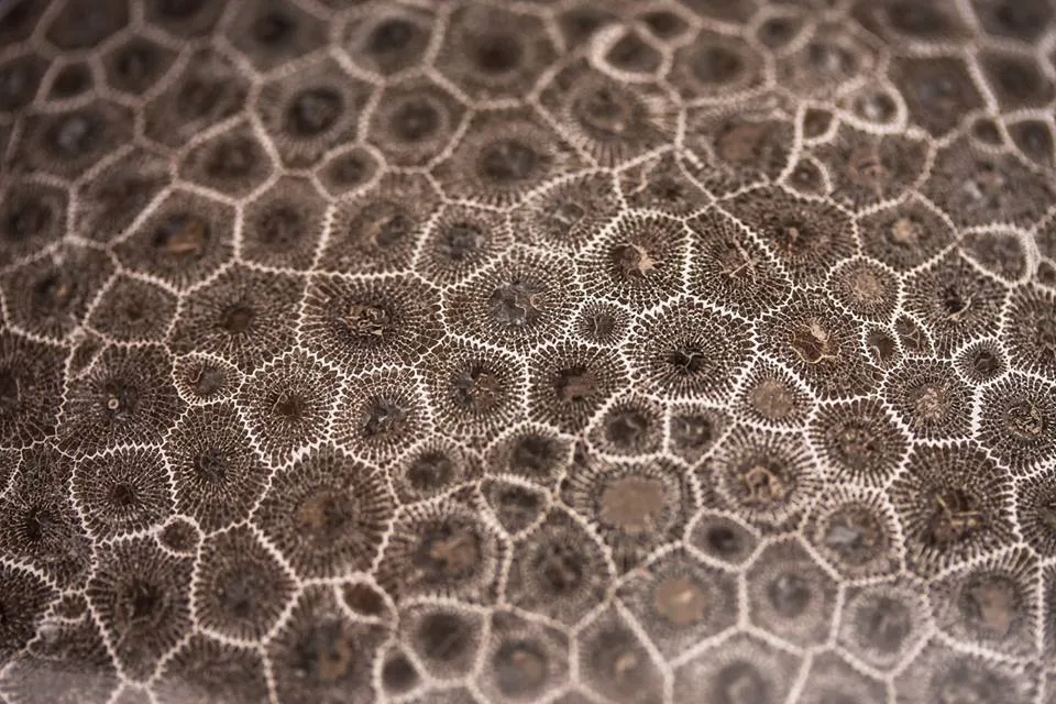 Texture de pierre de Petoskey