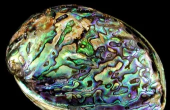 Abalone Stone
