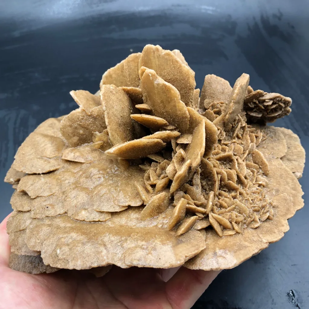 Desert Rose