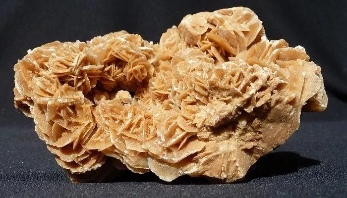 Desert Rose