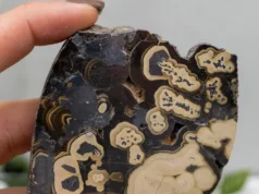 Schalenblende