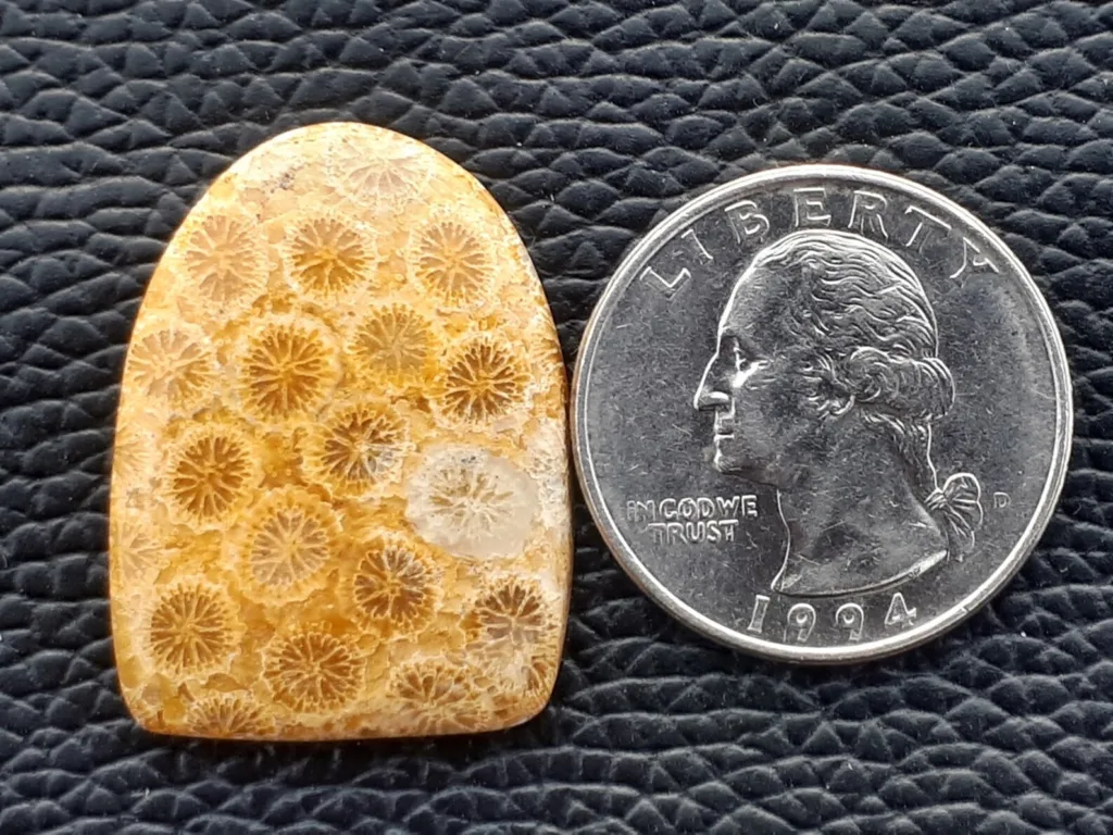 Fossil agate