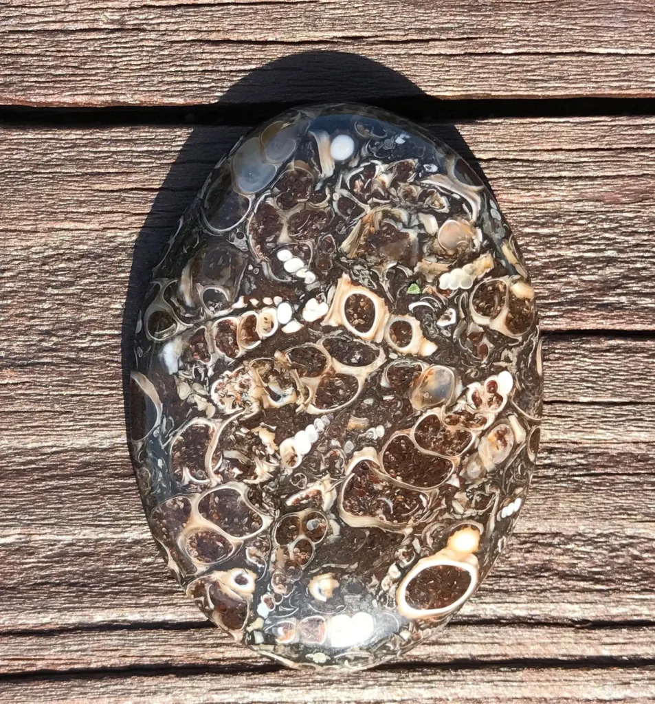 Fossil agate
