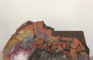 Arizona Rainbow Petrified Wood