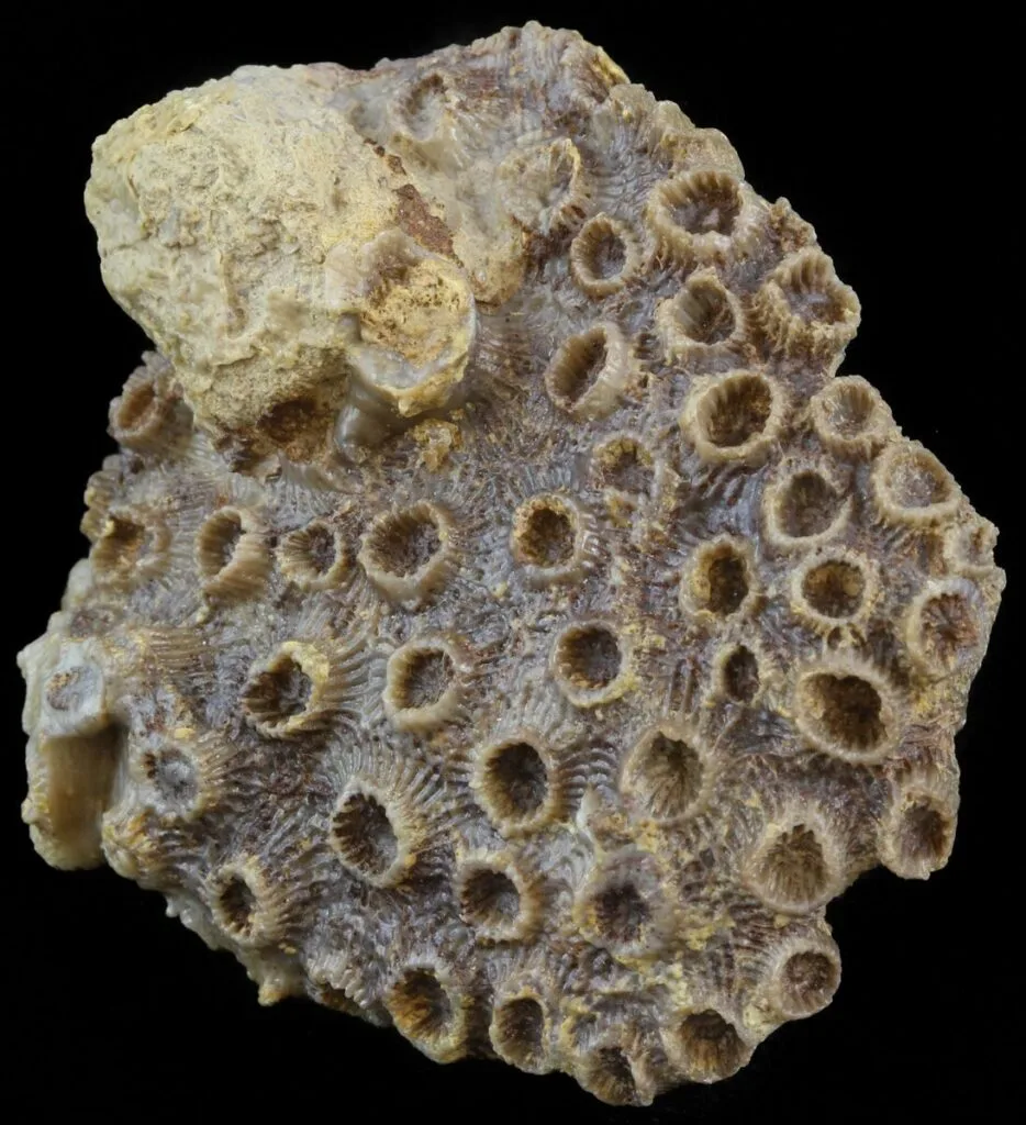 Coral fóssil