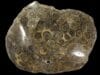 Fossil Coral
