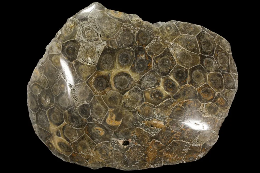 Coral fóssil